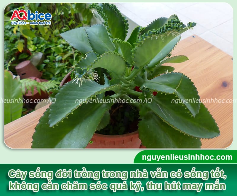 Trồng cây sống đời trong nhà có tốt không và Cách chăm sóc 3 Trồng cây sống đời trong nhà có tốt không và cách chăm sóc