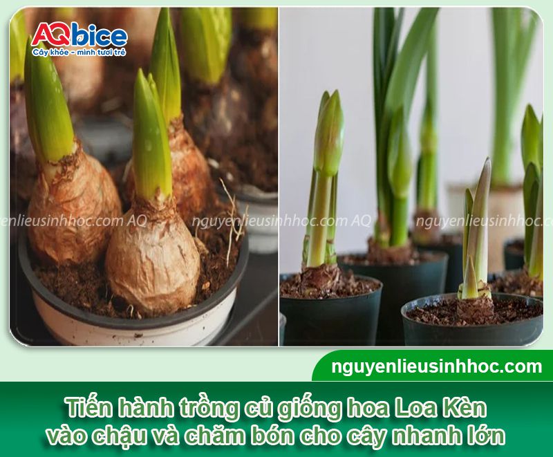 Cách trồng hoa Loa Kèn nở đúng Tết 2026 rực rỡ, lâu tàn