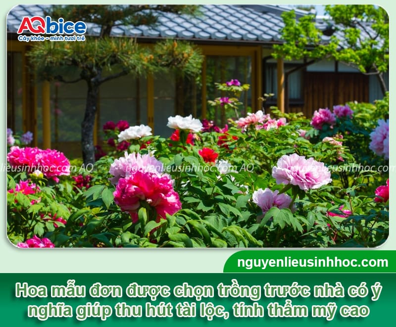 Trồng hoa mẫu đơn trước nhà có tốt không? Có hợp phong thủy