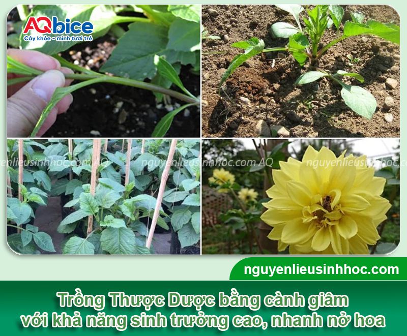 Trồng hoa Thược Dược nở đúng Tết 2026 và dưỡng hoa tươi lâu