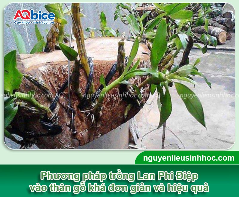 Cách trồng Lan Phi Điệp và chăm bón cho hoa tươi thắm