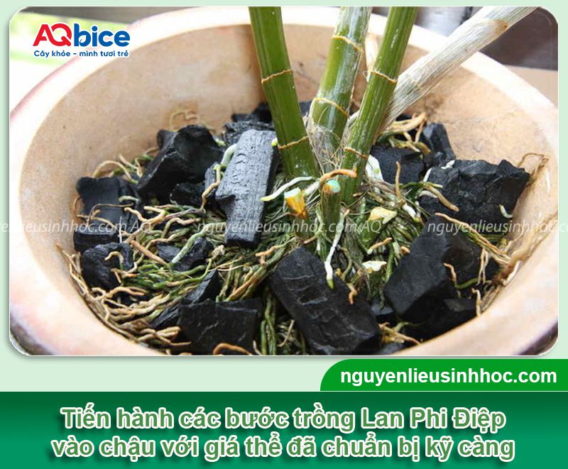 Cách trồng Lan Phi Điệp và chăm bón cho hoa tươi thắm