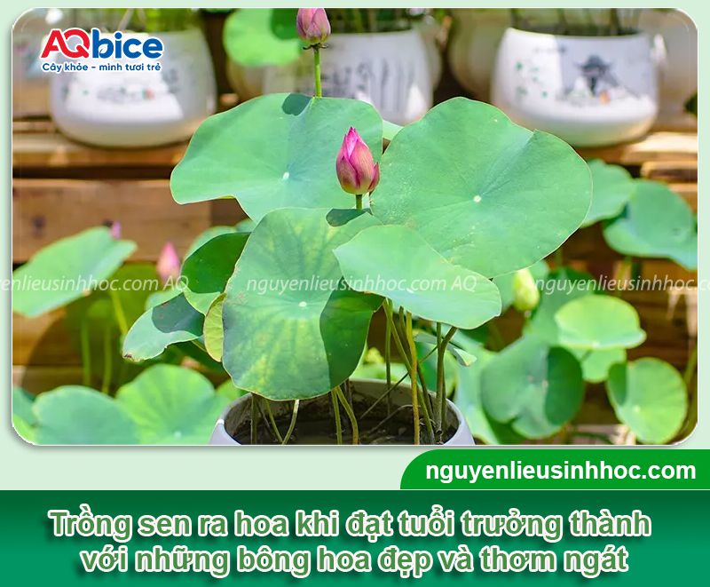 Trồng sen bằng hạt và chăm sóc hoa nở đẹp tại nhà