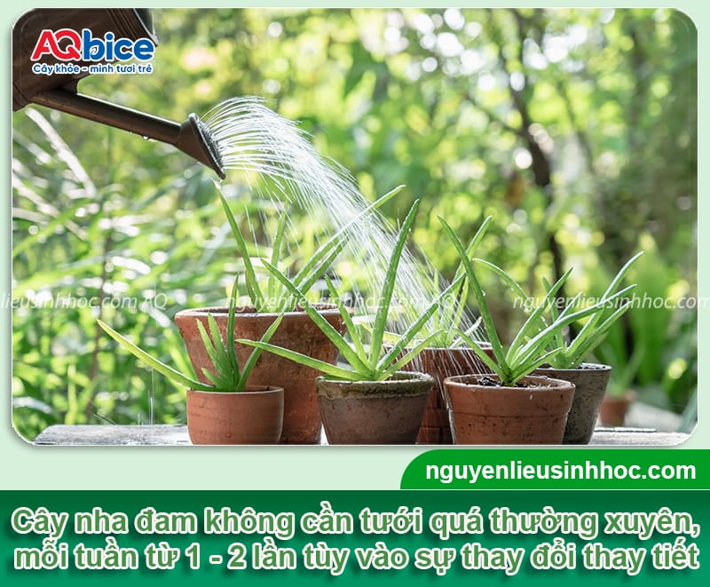 Cách chăm sóc cây nha đam cho lá dày mọng và ít xơ