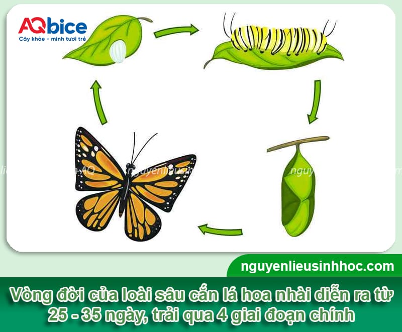 Cây hoa nhài bị sâu ăn lá: Dấu hiệu nhận biết và cách điều trị