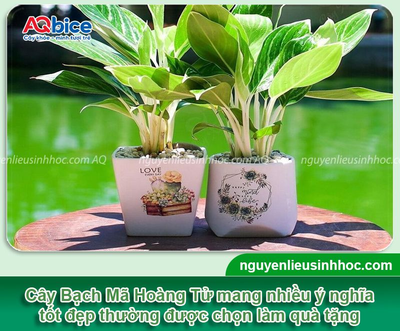 Cách chăm sóc cây Bạch Mã Hoàng Tử xanh tốt quanh năm