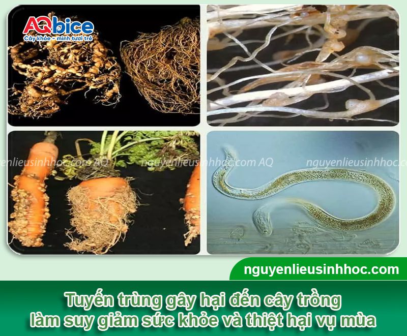 Thuốc tuyến trùng rễ bán chạy nhất hiện nay, hiệu quả cao 3 Thuốc tuyến trùng rễ cây bán chạy nhất hiện nay