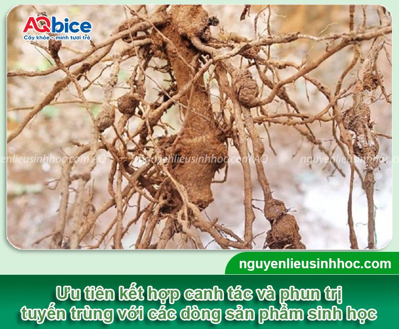 Thuốc tuyến trùng rễ bán chạy nhất hiện nay, hiệu quả cao 1 Thuốc tuyến trùng rễ cây bán chạy nhất hiện nay