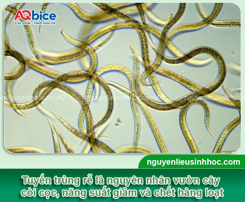 Thuốc tuyến trùng rễ bán chạy nhất hiện nay, hiệu quả cao 2 Thuốc tuyến trùng rễ cây bán chạy nhất hiện nay