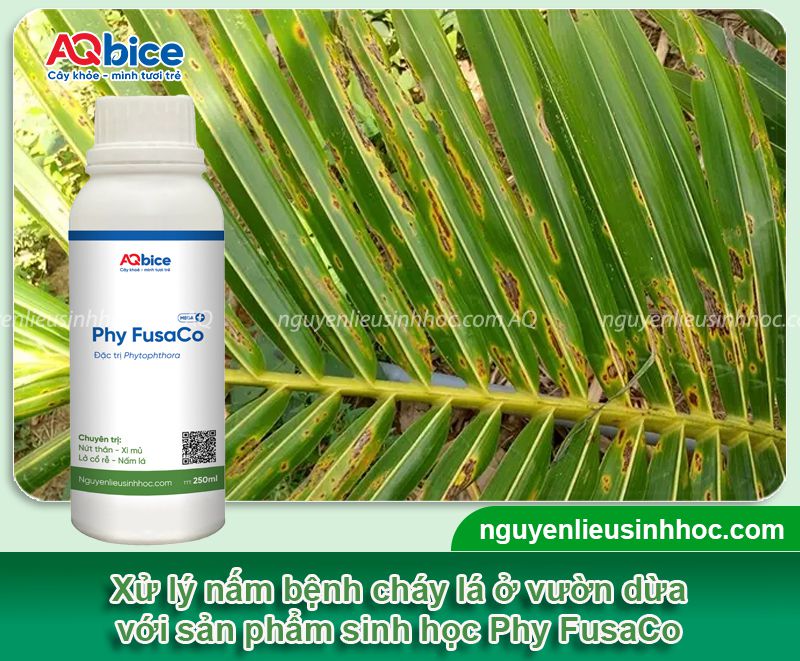 Dừa bị cháy lá: Nguyên nhân, biện pháp phòng trừ hiệu quả 3 Dừa bị cháy lá: Nguyên nhân, biện pháp phòng trừ hiệu quả