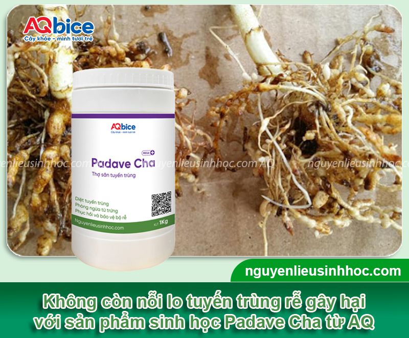 Thuốc tuyến trùng rễ bán chạy nhất hiện nay, hiệu quả cao 7 Thuốc tuyến trùng rễ cây bán chạy nhất hiện nay