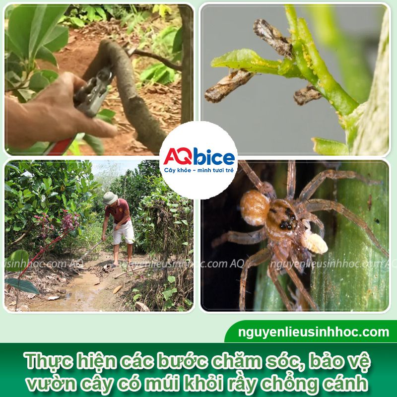 Rầy chổng cánh trên cây có múi: Nhận diện, phòng trừ tận gốc 3 Rầy chổng cánh trên cây có múi: Nhận diện, phòng trừ hiệu quả