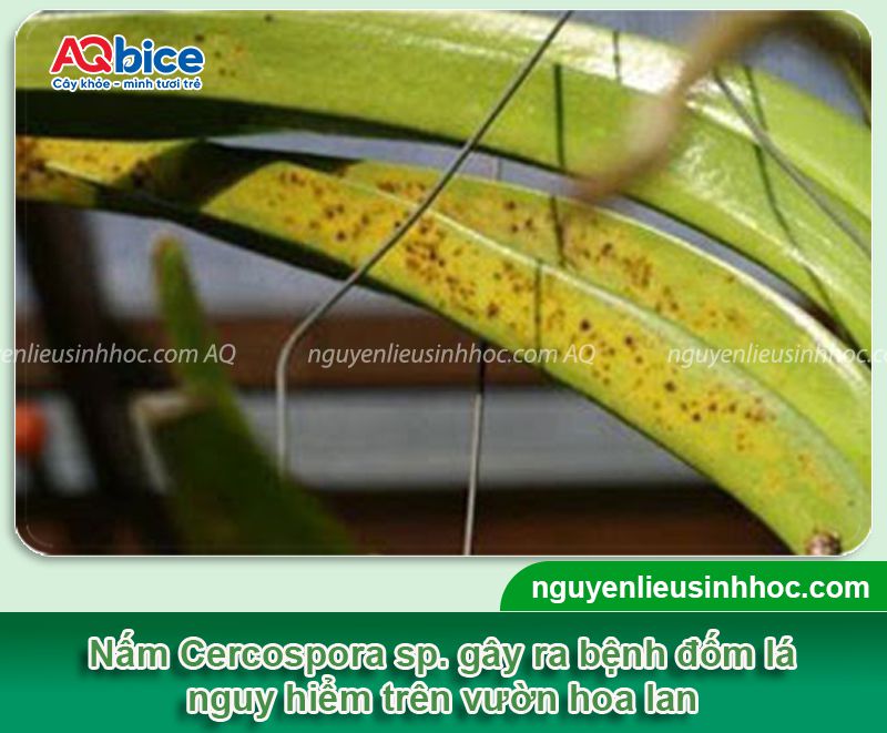 Cách trị nấm mốc cho lan dứt điểm, cây khỏe, ra hoa nhanh 2 Trị nấm mốc cho lan: Biểu hiện, cách xử lý hiệu quả