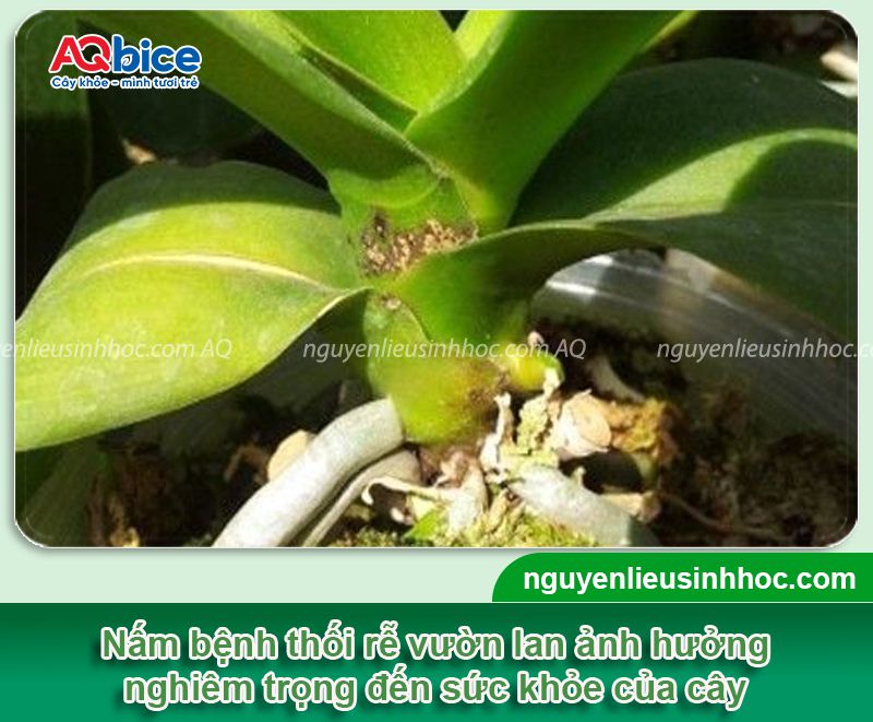 Cách trị nấm mốc cho lan dứt điểm, cây khỏe, ra hoa nhanh 3 Trị nấm mốc cho lan: Biểu hiện, cách xử lý hiệu quả