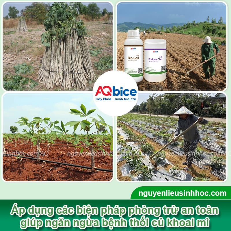 Bệnh thối củ trên cây khoai mì: Nguyên nhân và Cách xử lý 5 Nguyên nhân bệnh thối củ trên cây khoai mì và cách phòng trừ