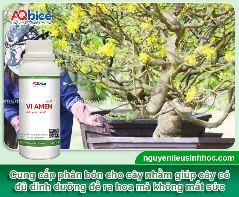 Hướng dẫn cách chăm sóc mai trước Tết, hoa nở bung đẹp 3 Hướng dẫn cách chăm sóc mai trước Tết, ra hoa đúng thời vụ