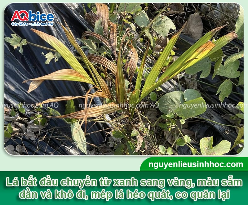 Nguyên nhân cây cau bị khô lá do đâu và cách phòng trừ