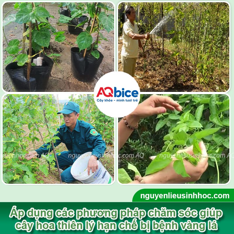 Cây hoa thiên lý bị vàng lá do đâu và Cách phòng trừ 4 Cây hoa thiên lý bị vàng lá do đâu và cách phòng trừ