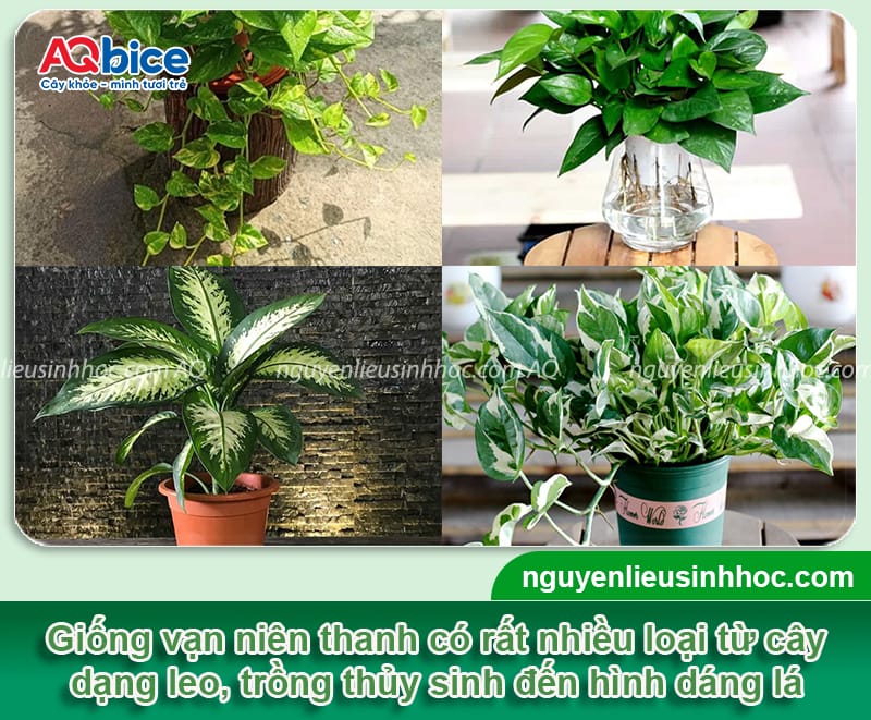 Cách trồng vạn niên thanh bằng nước lá xanh bóng, rễ khỏe 3 Cách trồng vạn niên thanh bằng nước lá xanh bóng, rễ khỏe