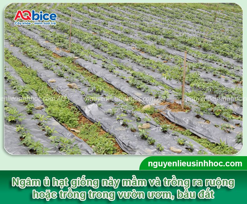 Cách trồng sâm đương quy và chăm sóc năng suất cao