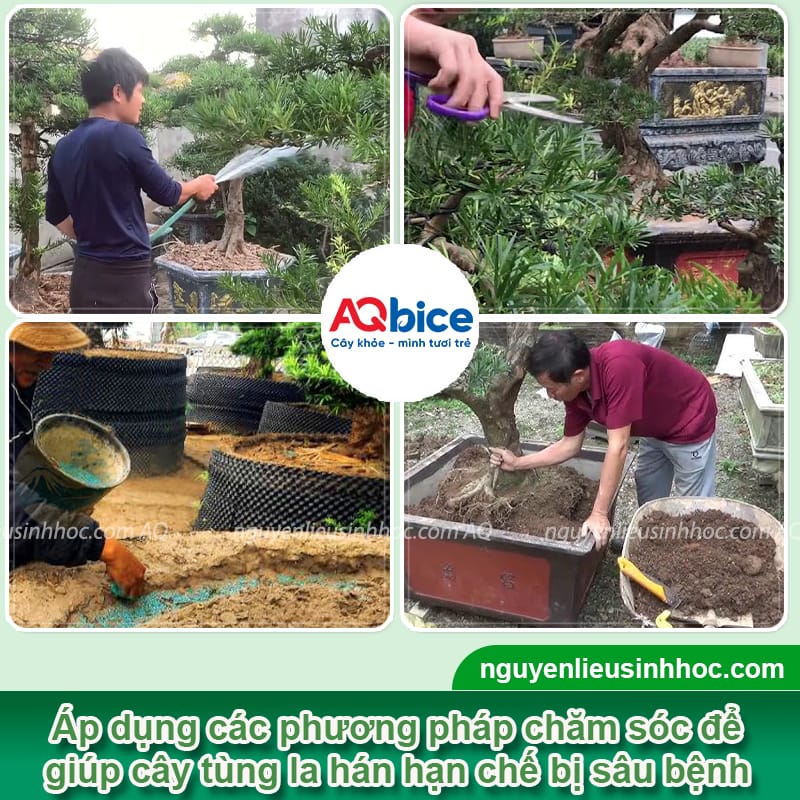 Cách phòng trừ các bệnh thường gặp ở cây tùng la hán