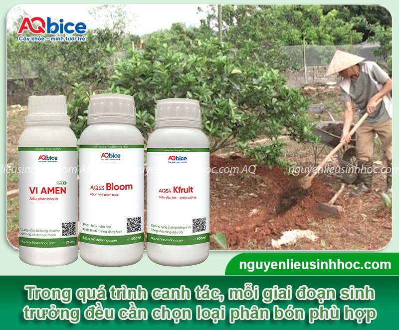 Kỹ thuật trồng quýt hồng khỏe mạnh, quả đẹp và ít sâu bệnh