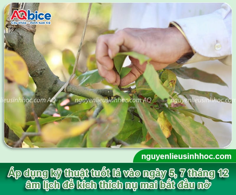 Hướng dẫn cách chăm sóc mai trước Tết, hoa nở bung đẹp 2 Hướng dẫn cách chăm sóc mai trước Tết, ra hoa đúng thời vụ