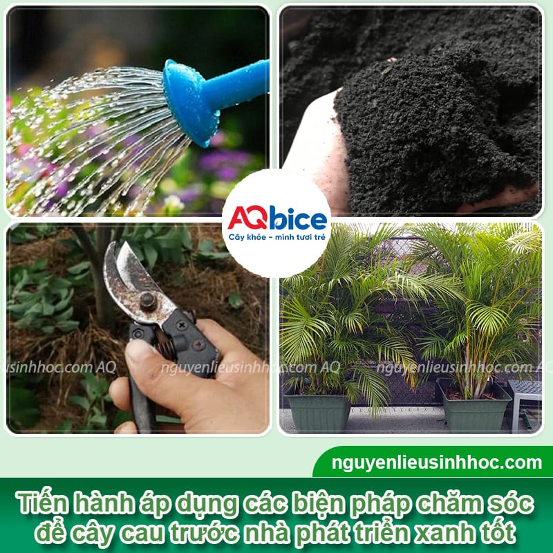 Hướng dẫn trồng cây cau cảnh trước nhà và chăm sóc hiệu quả