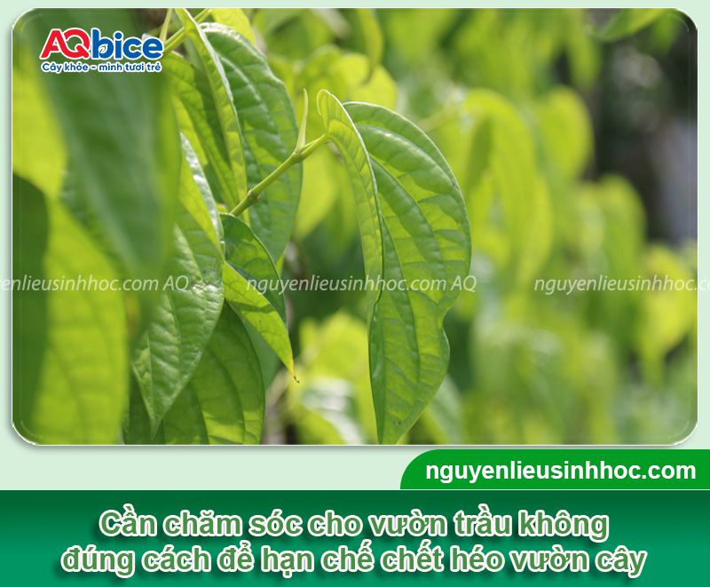 Nguyên nhân cây trầu không bị chết? Cách hạn chế chết cây