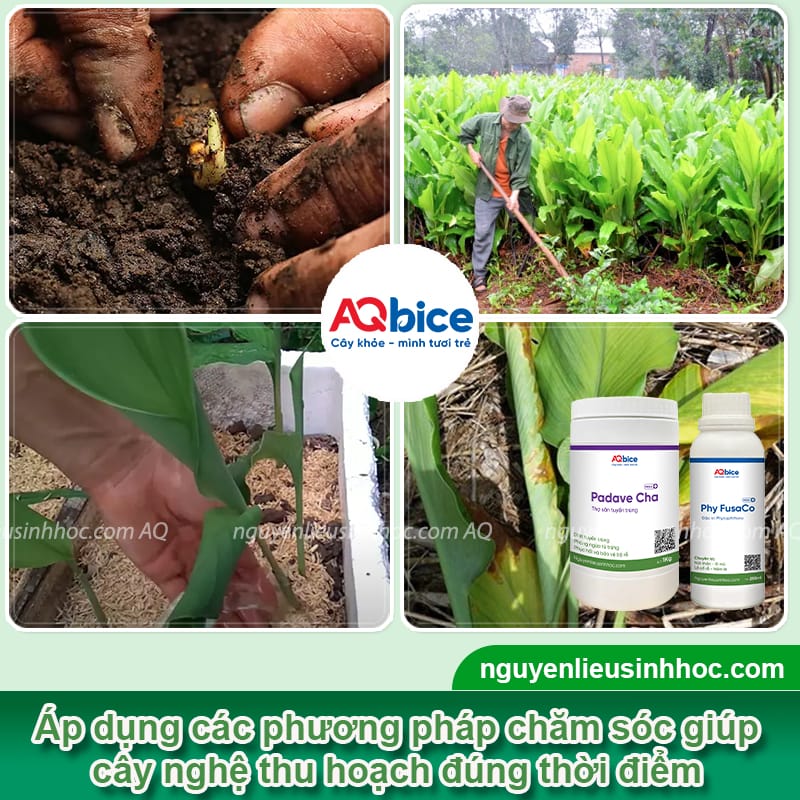 Trồng nghệ bao lâu thu hoạch? Mẹo giúp củ to, mau thu hoạch 5 Trồng nghệ bao lâu thu hoạch? Mẹo giúp củ to, mau thu hoạch