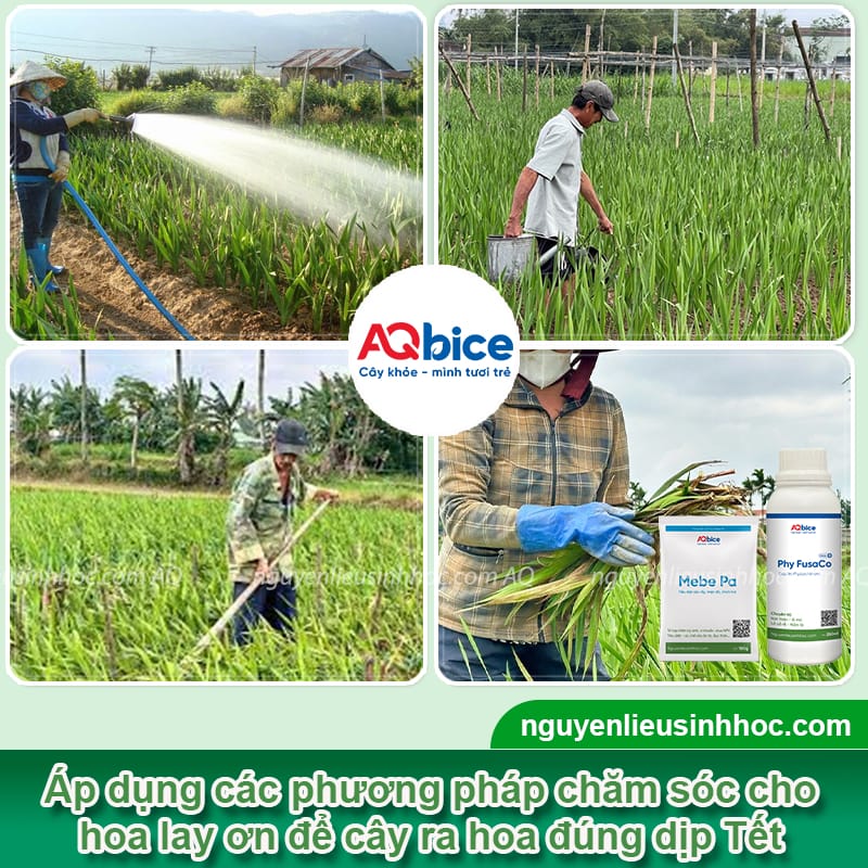 Thời gian trồng hoa lay ơn kịp Tết và cách giúp hoa nở đều đẹp