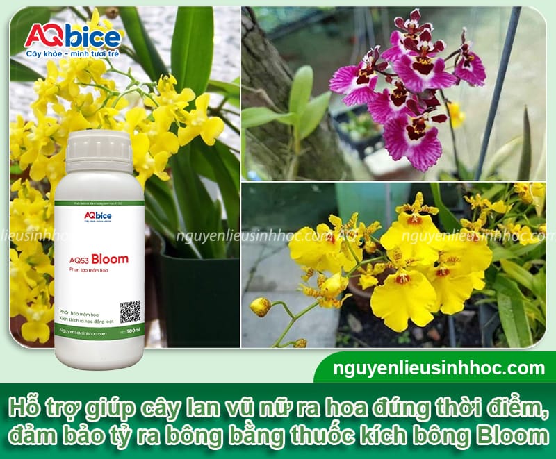 Hướng dẫn cách chăm sóc lan vũ nữ ra hoa đều, màu tươi tắn 4 Hướng dẫn cách chăm sóc lan vũ nữ ra hoa đều, màu tươi tắn