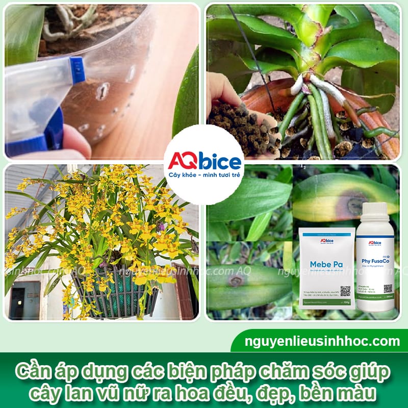 Hướng dẫn cách chăm sóc lan vũ nữ ra hoa đều, màu tươi tắn 3 Hướng dẫn cách chăm sóc lan vũ nữ ra hoa đều, màu tươi tắn