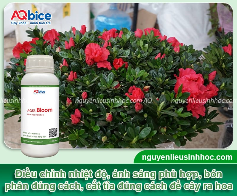 Cách chăm sóc cây đỗ quyên khỏe mạnh, hoa nở lâu tàn 8 Cách chăm sóc cây đỗ quyên khỏe mạnh, hoa nở rực rỡ lâu tàn
