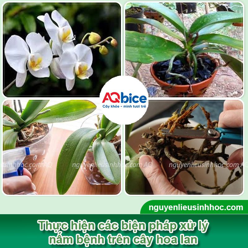 Cách trị nấm mốc cho lan dứt điểm, cây khỏe, ra hoa nhanh 4 Trị nấm mốc cho lan: Biểu hiện, cách xử lý hiệu quả