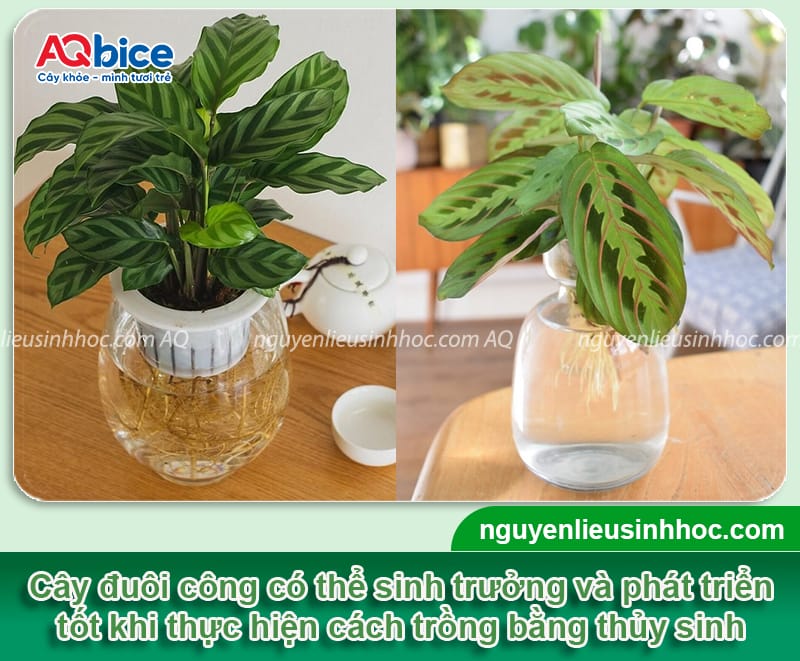 Hướng dẫn cách trồng cây đuôi công đơn giản tại nhà 4 Hướng dẫn cách trồng cây đuôi công đơn giản tại nhà