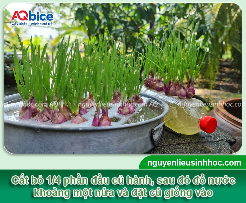 Cách trồng củ hành tím đơn giản củ ra to, nhanh thu hoạch 4 Cách trồng củ hành tím đơn giản giúp củ to, mùi vị đạt chuẩn
