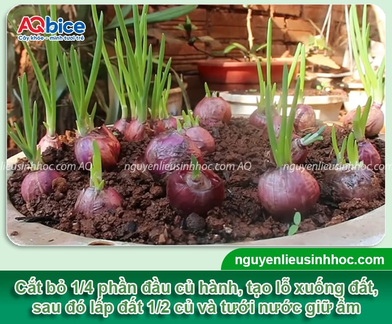 Cách trồng củ hành tím đơn giản củ ra to, nhanh thu hoạch 5 Cách trồng củ hành tím đơn giản giúp củ to, mùi vị đạt chuẩn