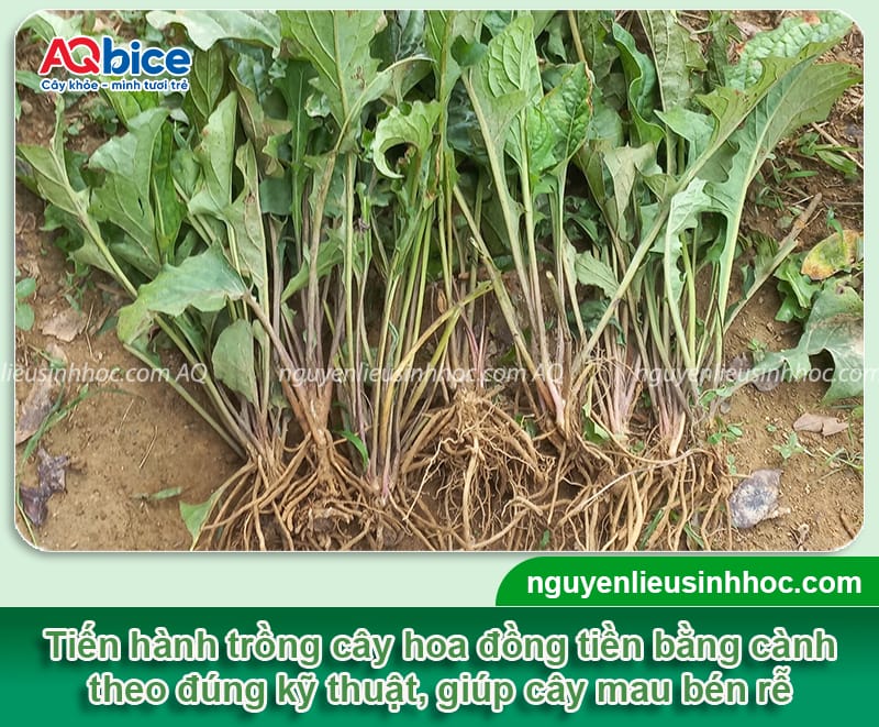 Cách trồng hoa đồng tiền nở đúng Tết rực rỡ, tươi tắn