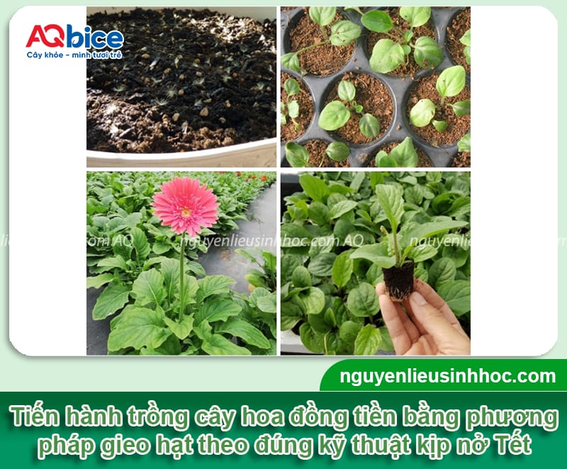 Cách trồng hoa đồng tiền nở đúng Tết rực rỡ, tươi tắn