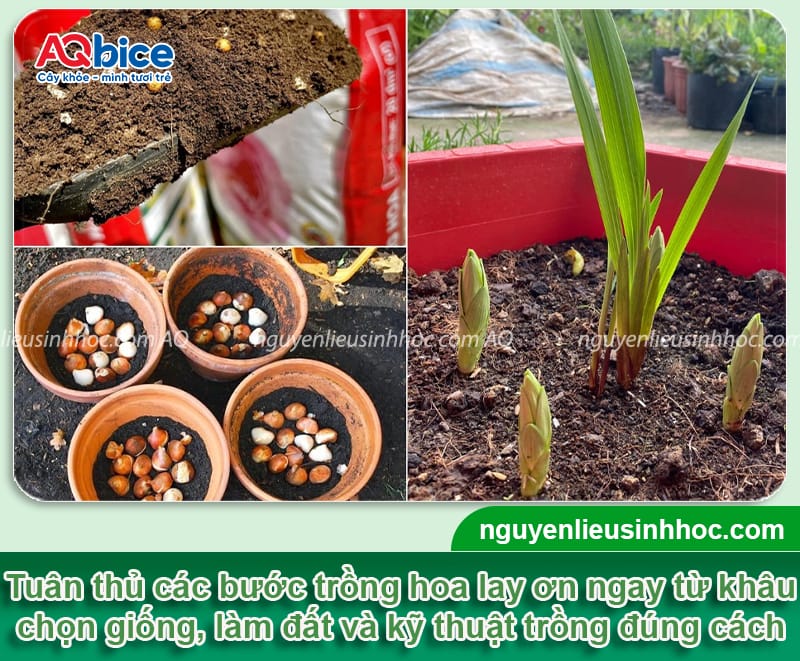 Thời gian trồng hoa lay ơn kịp Tết và cách giúp hoa nở đều đẹp