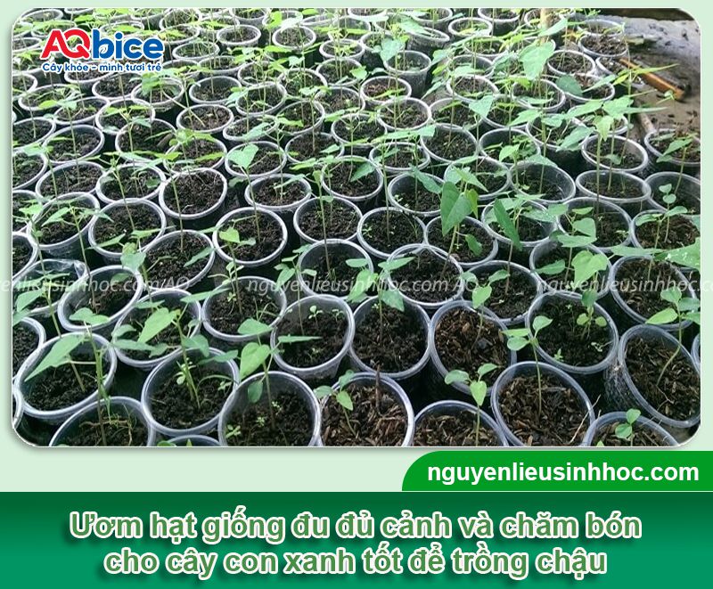 Cách trồng cây đu đủ cảnh chơi Tết 2026 sai trĩu quả 3 Cách trồng cây đu đủ cảnh chơi Tết 2026 sai trĩu quả