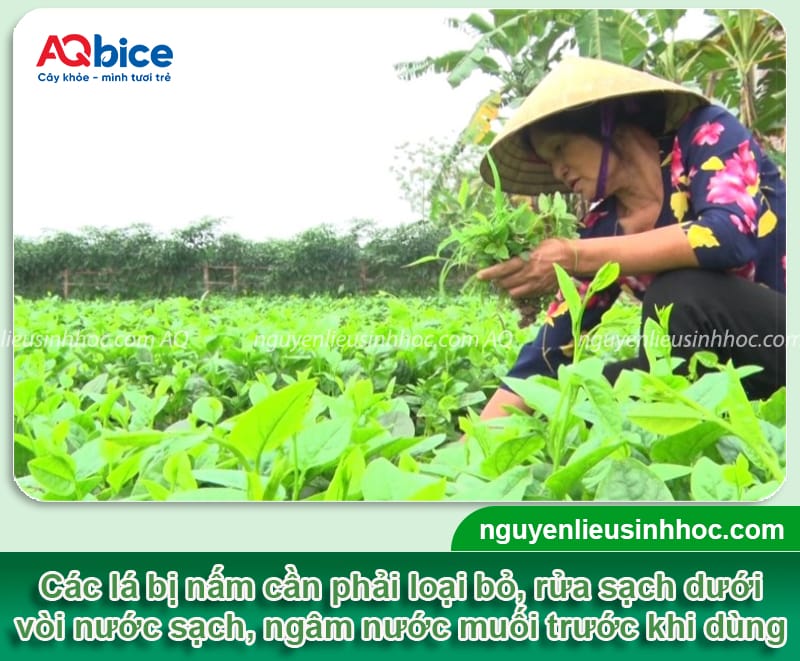 Rau mồng tơi bị đốm lá có ăn được không và cách xử lý