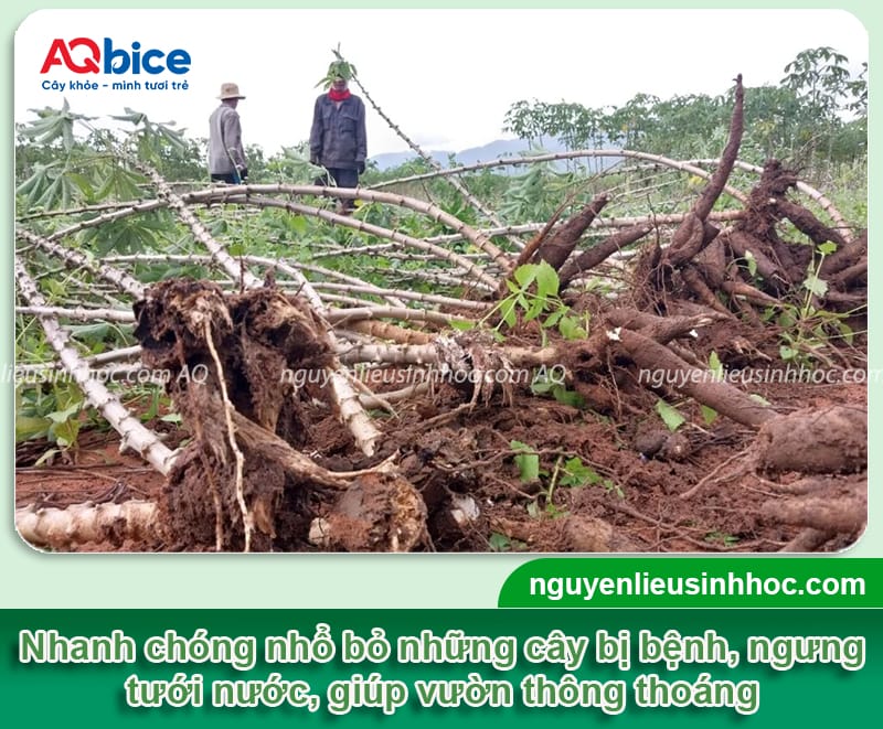 Bệnh thối củ trên cây khoai mì: Nguyên nhân và Cách xử lý 4 Nguyên nhân bệnh thối củ trên cây khoai mì và cách phòng trừ