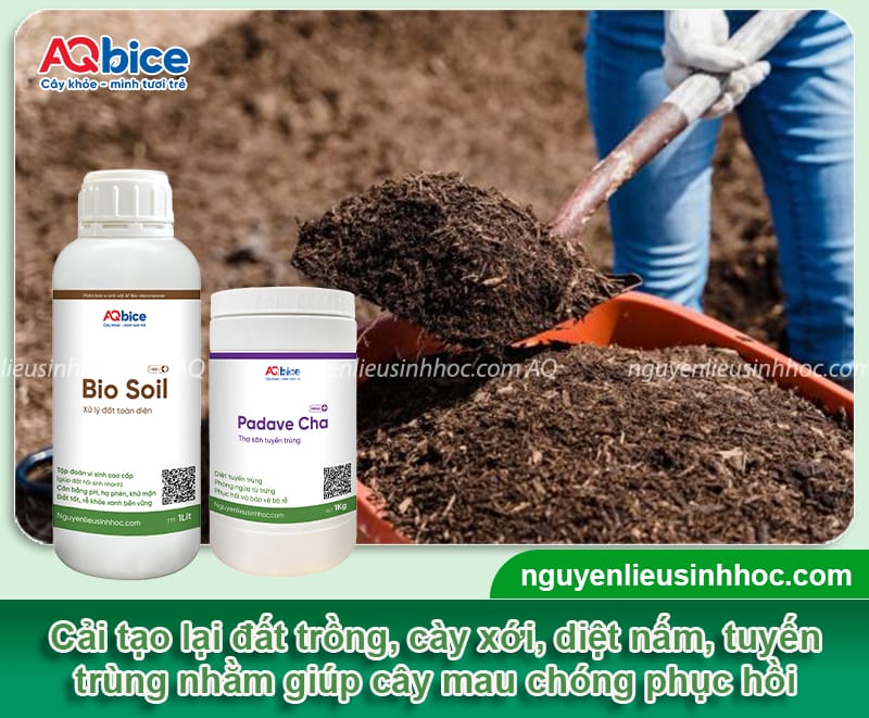 Các cách cứu cây bị chết khô mau phục hồi, xanh tốt trở lại 6 Các cách cứu cây bị chết khô mau phục hồi, xanh tốt trở lại
