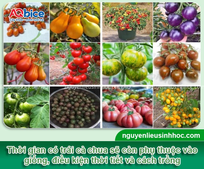 Cây cà chua trồng bao lâu có trái, chăm quả ra chín mọng 3 Thời gian cây cà chua trồng bao lâu có trái sai, chín mọng