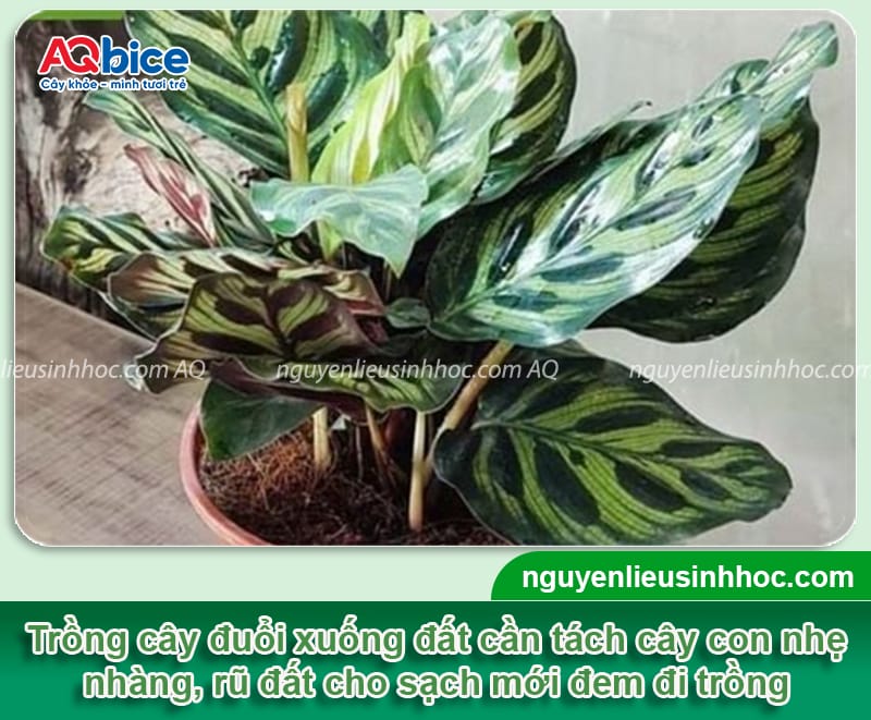 Hướng dẫn cách trồng cây đuôi công đơn giản tại nhà 5 Hướng dẫn cách trồng cây đuôi công đơn giản tại nhà