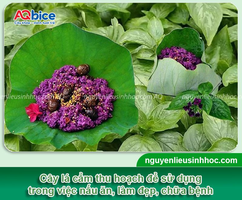 Hướng dẫn cách trồng cây lá cẩm đơn giản tại nhà