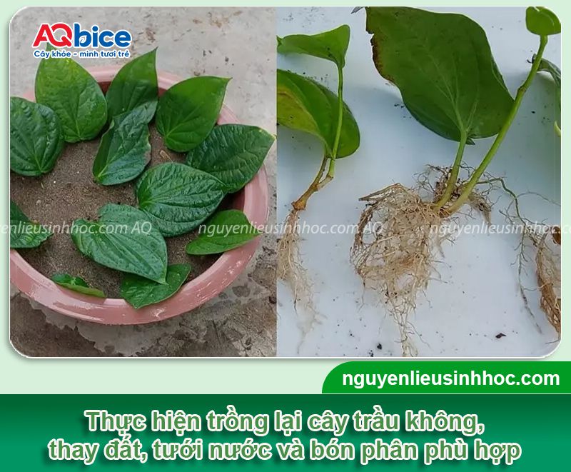 Nguyên nhân cây trầu không bị chết? Cách hạn chế chết cây