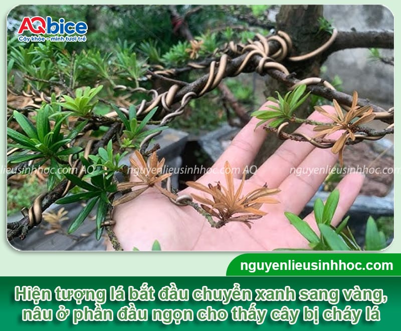 Cách phòng trừ các bệnh thường gặp ở cây tùng la hán